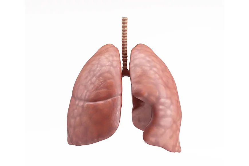 Lung Health & Diseases – Causes, Prevention, and Effective Solutions