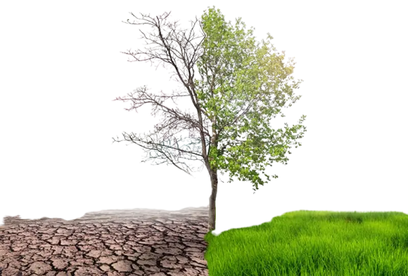 Pollution and Global Warming: A Silent Threat to All Life—Humans, Birds, and Even Insects