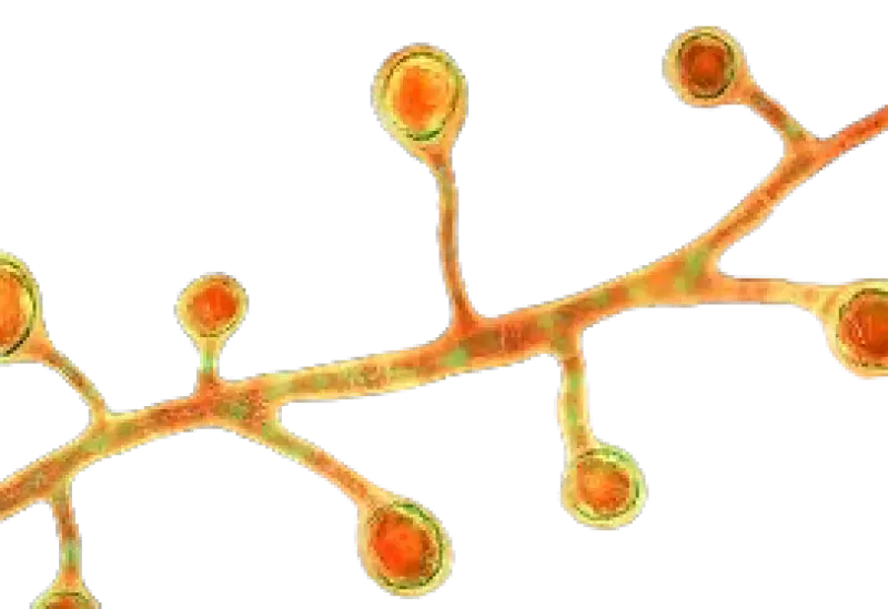 Why Cancer, Asthma, and Tuberculosis Spark Fear—and What You Can Do to Stay Safe