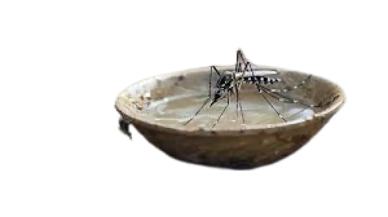 How Rainwater in Potholes and Puddles Becomes a Breeding Ground for Mosquitoes and Harms Human Health