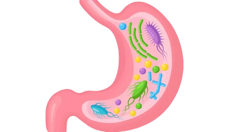 The Gut-Healing Power of Curd, Milk & Dairy: A Natural Boost for Your Digestive Health