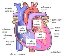 Systole, Diastole & the Cardiac Cycle: A Clear Guide to How the Heart Works