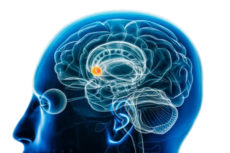 How the Human Mind Is Trained to Crave Engaging Content — Thanks to Dopamine