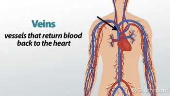 What Are Veins?